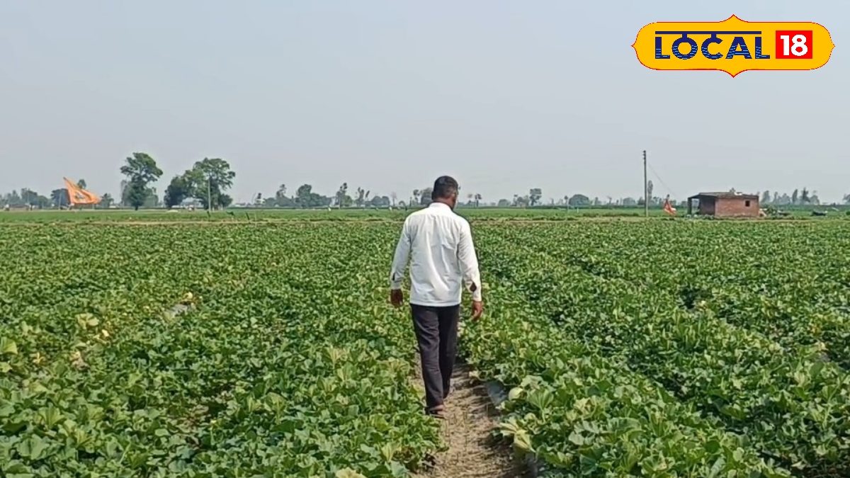 भीषण गर्मी में झुलसने लगी लौकी-तोरई और कद्दू की फसलें, किसानों की बढ़ी चिंता